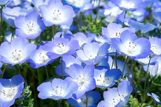 Nemophila ( Baby Blue Eyes )