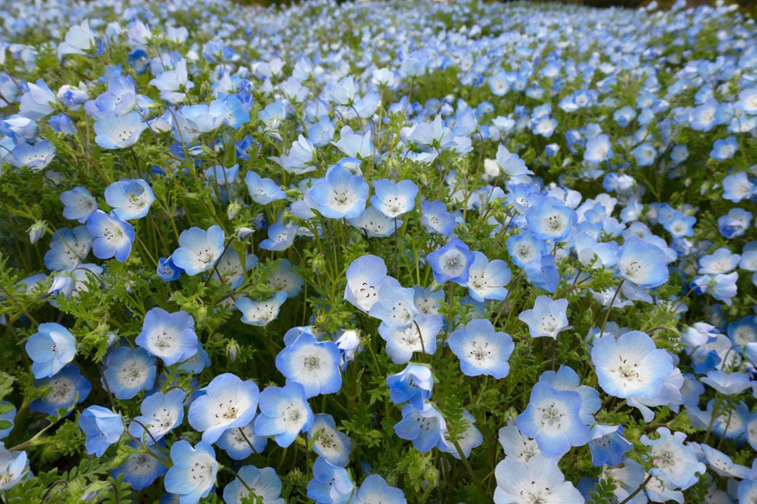 Nemophila ( Baby Blue Eyes )