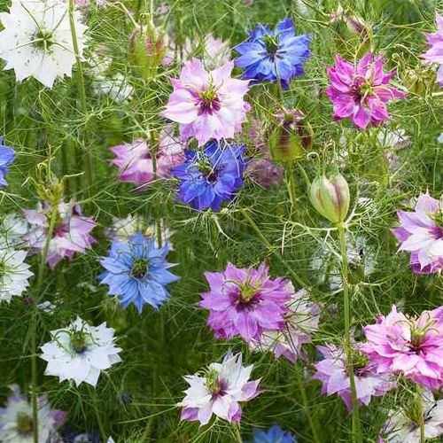 Nigella ( Persian Jewels )
