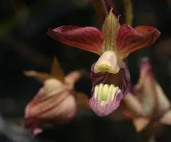 Eulophia clitellifera