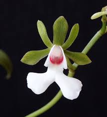 Oeonia rosea