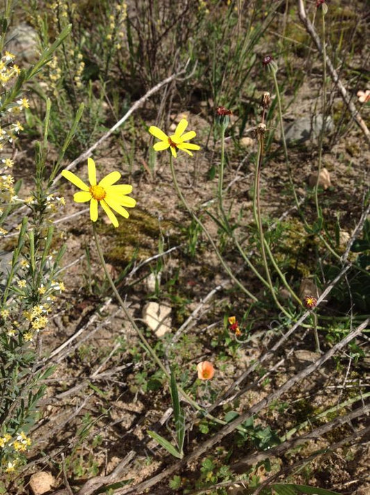 Othonna Pinnata