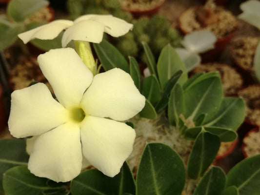 Pachypodium Eburneum