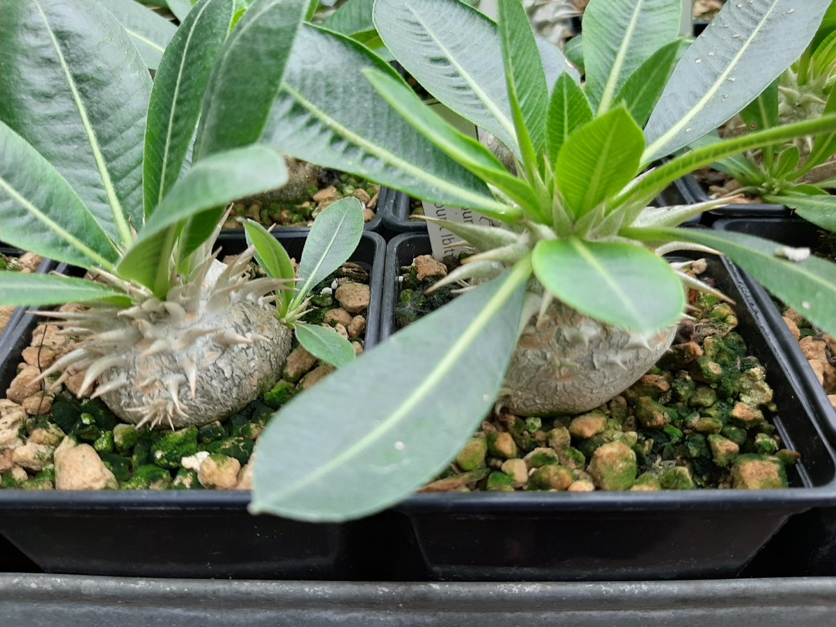 Pachypodium Eburneum