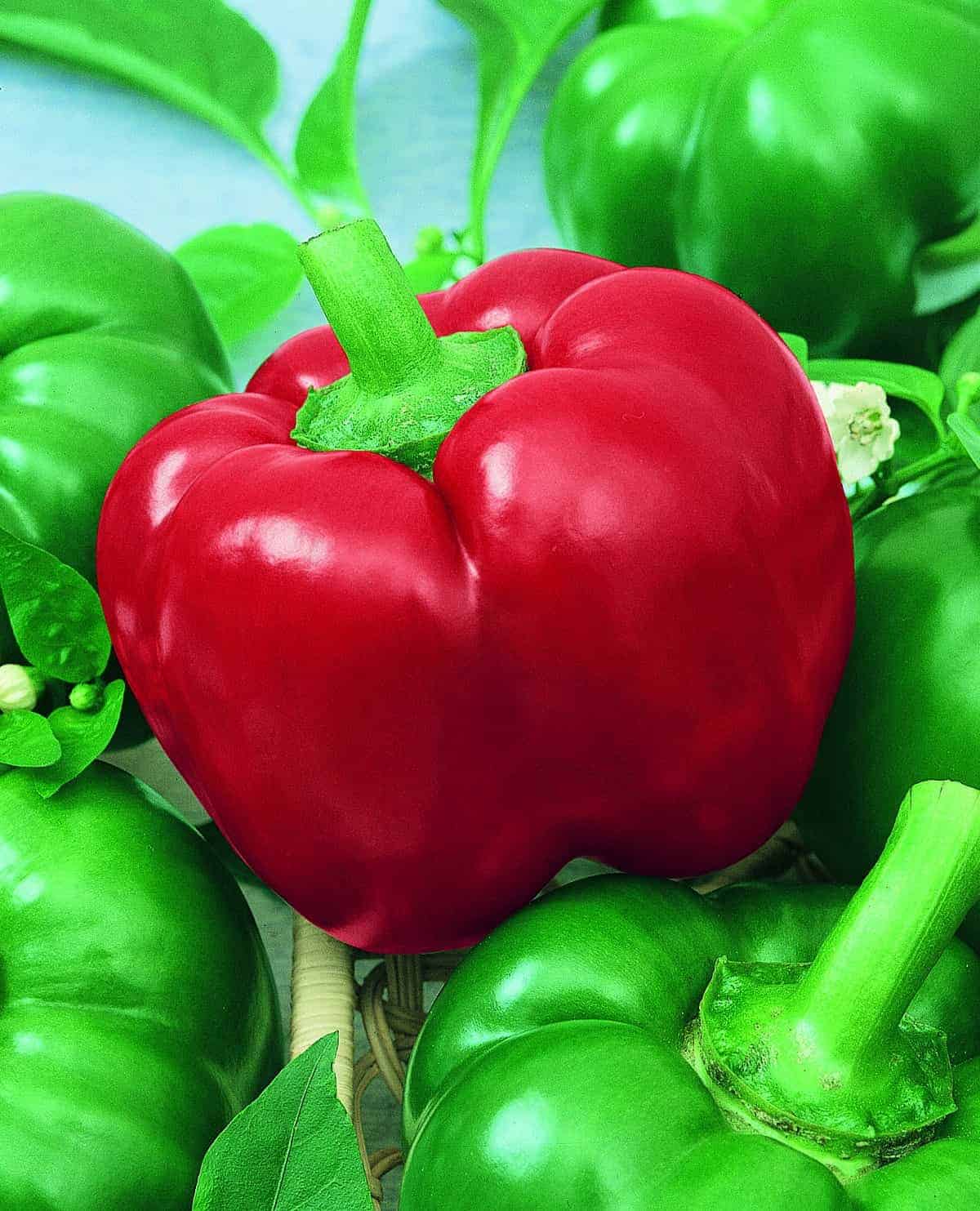 Chili Mexi bell F1 Pepper