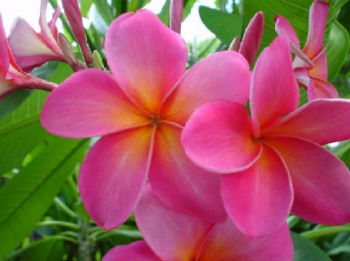 Plumeria rubra pink