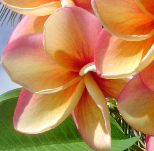 Plumeria rubra Jupiter