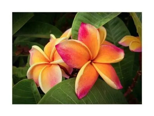 Plumeria rubra Jupiter