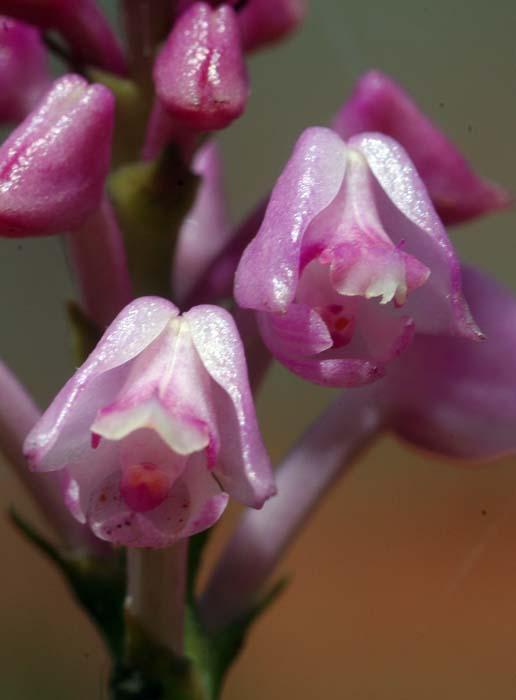 Polystachya rosea