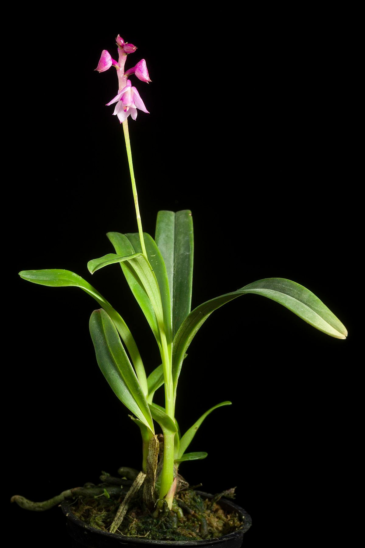 Polystachya rosea