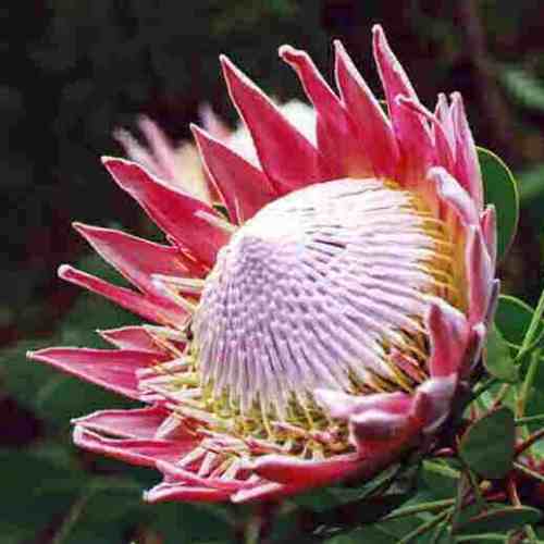 Protea Cynaroides ( Spring flowering )