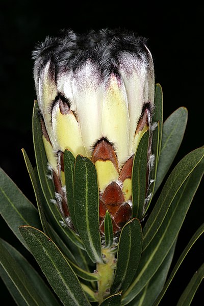 Protea lepidocarpodendron