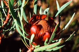 Protea acuminata