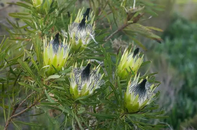 Protea longifolia