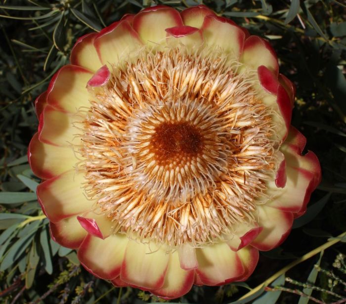 Protea namaquana - extremely Rare - Kamiesberg sugarbush