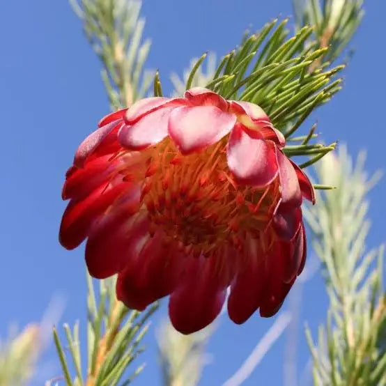 Protea nana