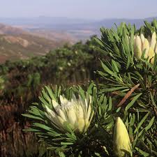 Protea repens - white/cream