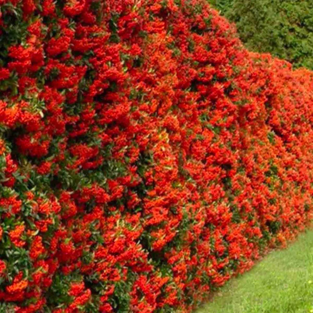 Pyracantha coccinea