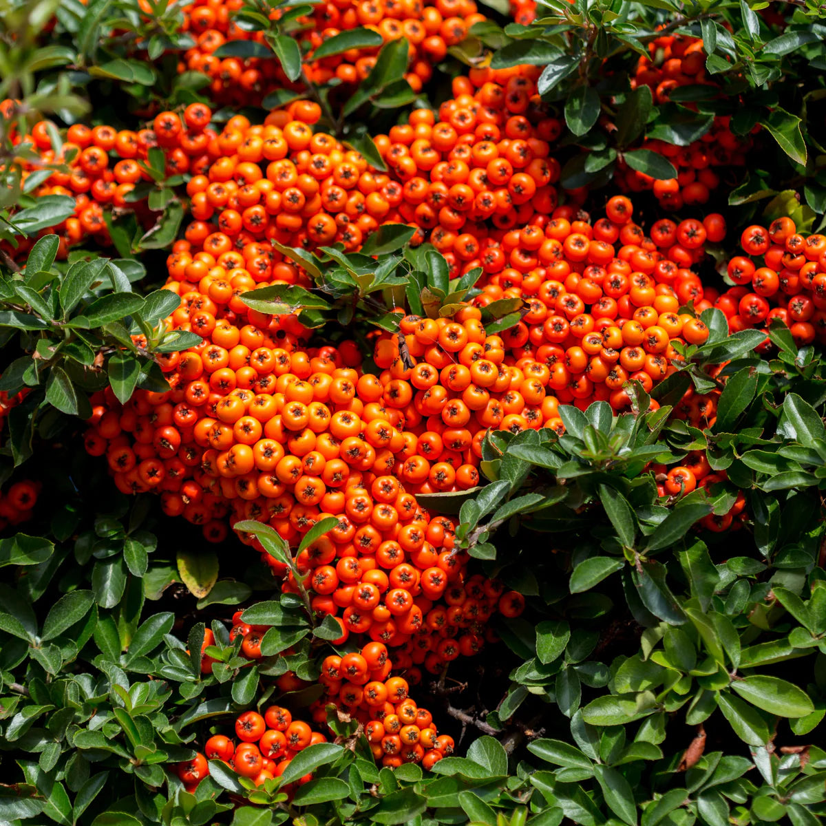 Pyracantha coccinea