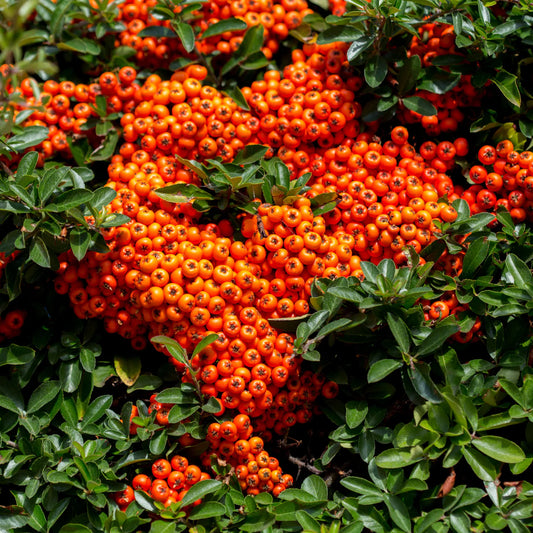 Pyracantha coccinea
