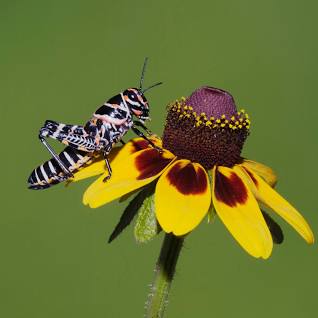 Rudbeckia ( Amplexicaulis )