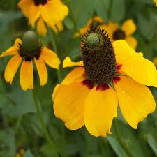 Rudbeckia ( Amplexicaulis )