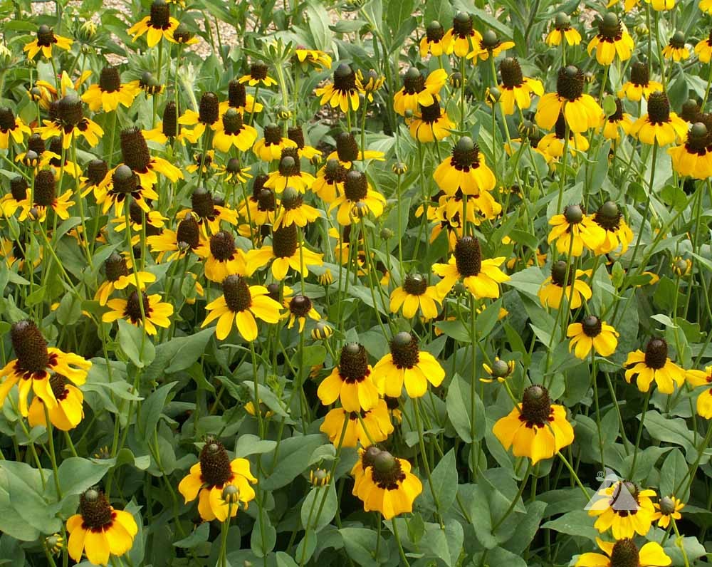 Rudbeckia ( Amplexicaulis )