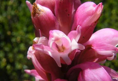 Satyrium carneum