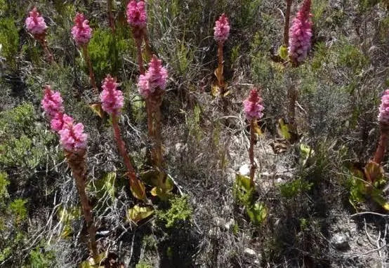 Satyrium carneum