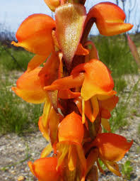 Satyrium coriifolium