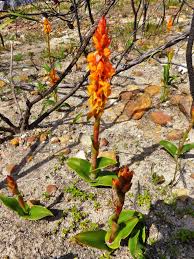 Satyrium coriifolium