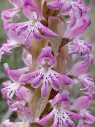 Satyrium erectum