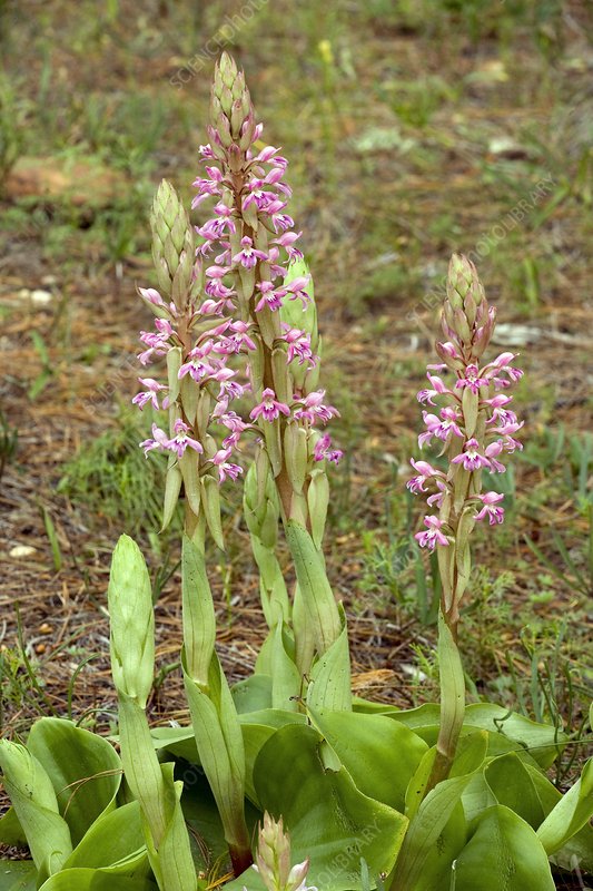 Satyrium erectum