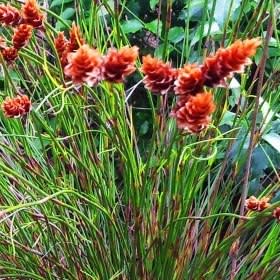 Staberoha banksii