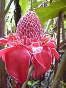 Etlingera elatior Red (Red Torch Ginger)