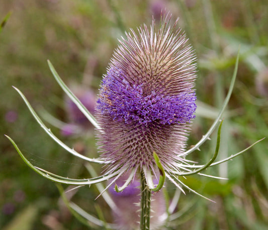 Teasel