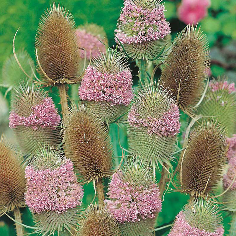 Teasel