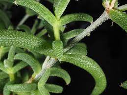 Trichodiadema Intonsum