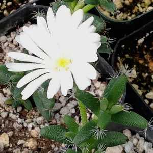 Trichodiadema Mirabile