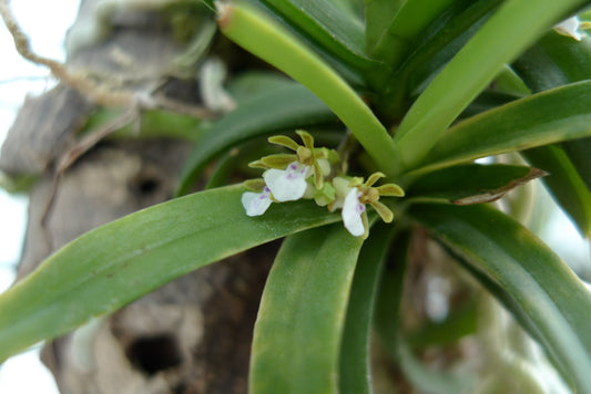 Trichoglottis Triflora
