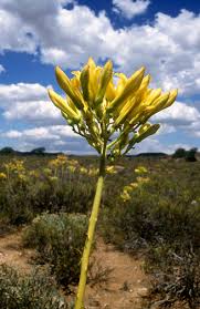 Tylecodon Cacalioides