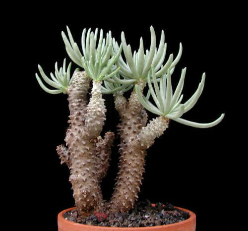 Tylecodon Cacalioides