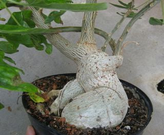 Uncarina stellulifera