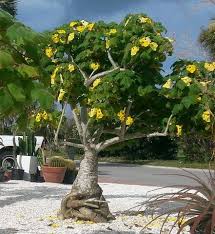 Uncarina grandidieri