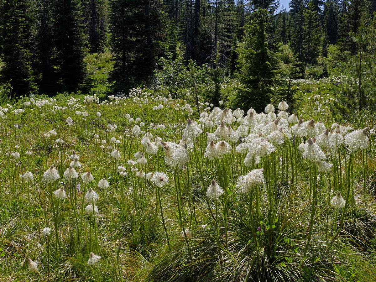 Xerophyllum Tenax ( Bear Grass )