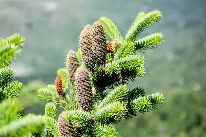 Abies cephalonica