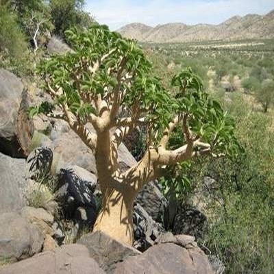 Cyphostemma currorii