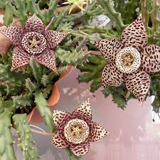 starfish flower succulent Orbea variegata (Starfish Flower Plant, Toad or Carrion Cactus) – The Exotic Seed Emporium