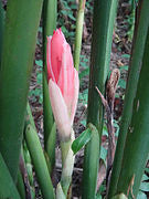 Etlingera elatior Red (Red Torch Ginger)