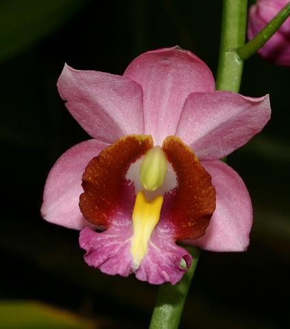 Gastrorchis humblotii